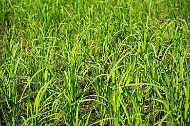 《星刃》PS5体验版3月29日上线 支持存档继承