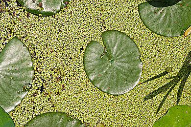 《小小梦魇3》确认参加未来游戏展！再回游乐场场景